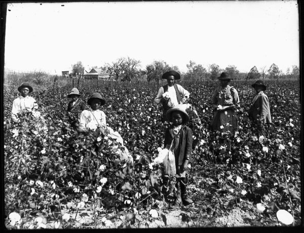slaves-in-field
