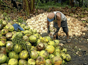 coconut-industry-in-the-philippines