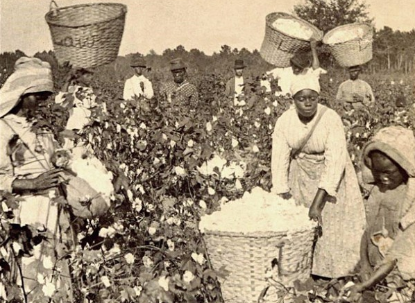Enslaved-Blacks-picking-cotton.png