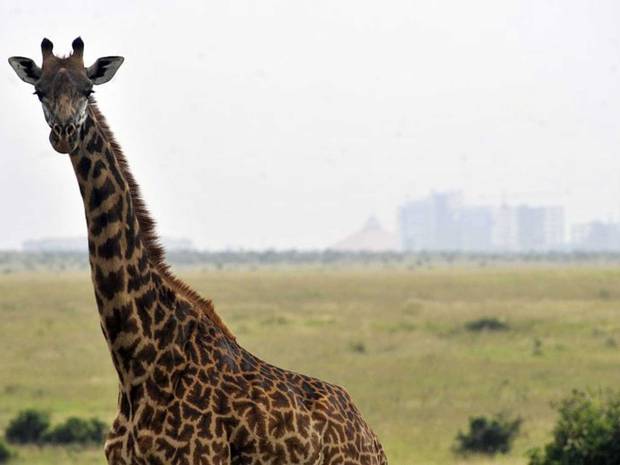 African Giraffes Facing Extinction Due To Poachers And Hunters