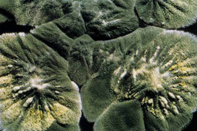 10 Major Contributions Ancient Egyptians Made to Modern Medicine