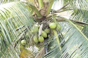 Coconut_tree