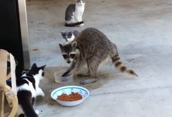 racoon steals cat's food