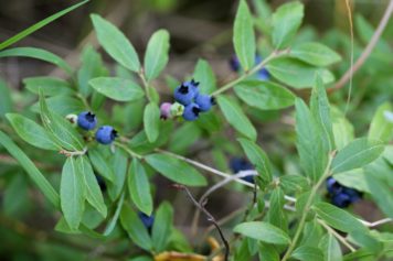 Blueberry Leaves May be Used to Heal Hepatitis C