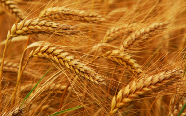 Columbia University Study Links Wheat to Autism