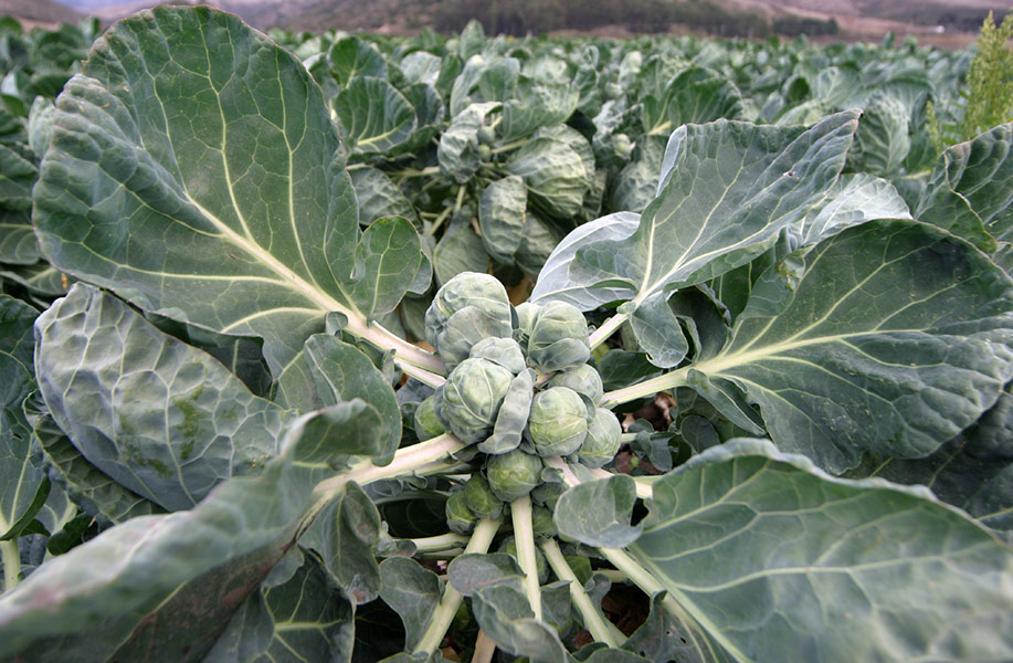 Brussels Sprouts Have Amazing Health Benefits