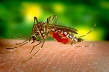 Malaria-Related Child Deaths Cut in Half Worldwide