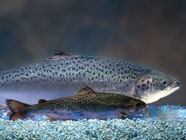 Genetically-Engineered-Salmon1