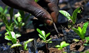 A Kenyan farmer tends newly planted trees