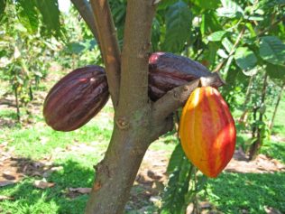 Research Suggests Cacao is a Defense Against Strokes