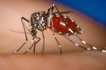 Cases of Chikungunya On the Rise in Dominica