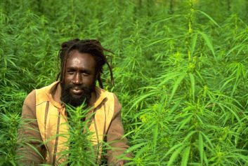 Jamaica Pushes Forward With Decriminalizing Marijuana by End of Year