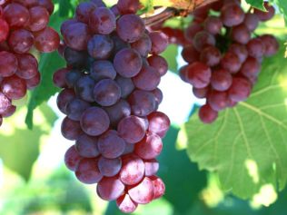 Grape Seed Extract May Halt Growth of Colorectal Cancer Cells