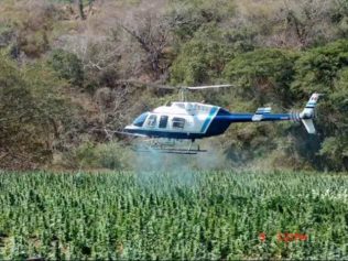 Jamaican Marijuana Growers Seek End to Government Destruction of Crops