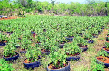 Jamaica the Largest Supplier of Marijuana to US and Caribbean