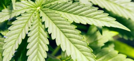 Controversial marijuana ruling overturns convictions