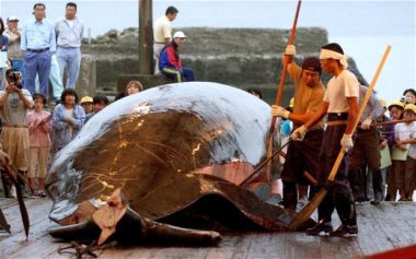 Whaling Ban May Threaten Japanese Funding, Technical Aid to St. Lucia