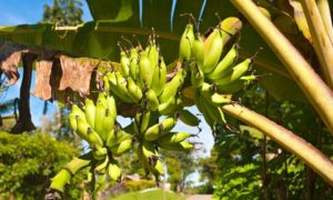 bunch of ripening bananas on a tree