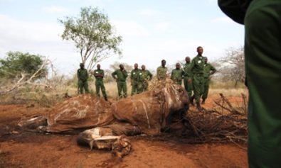 Report: Illegal Wildlife Trade Funding Terror Groups, Militias