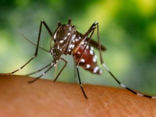 chikungunya, mosquito, bite, virus, disease