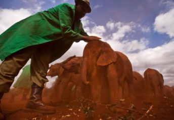 Kenya Group Says Chinese Workers Pose Threat to Elephants