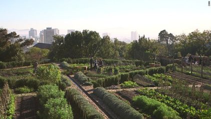 Urban Farming in South Africa Revives the Mind, Body and Spirit