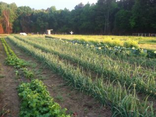 South Carolina Programs Try to Help African-American Farmers Stay Afloat