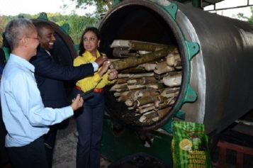 Jamaica Exploring Use of Mined-out Bauxite Lands for Bamboo Cultivation