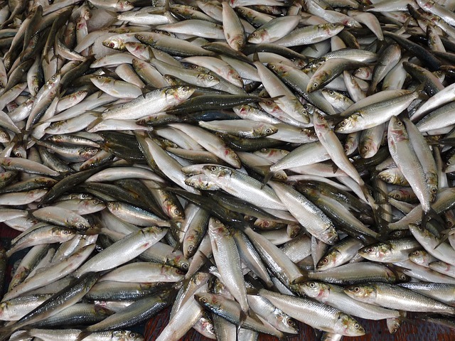 fish-210844_640