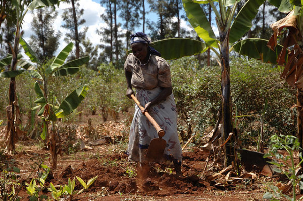 Smallholder-farmer-prepares-maize-plot-for-planting-with-CIMMYT-improved-varieties-Embu-Kenya