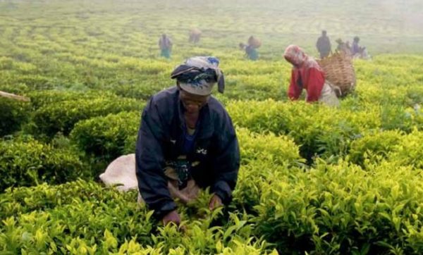Tea-farmers-in-Tanzania