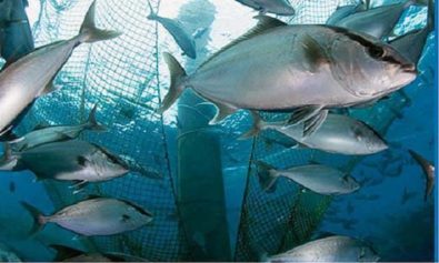 Ghana Hoping to Increase Fish Production with Target of 100,000 Tons