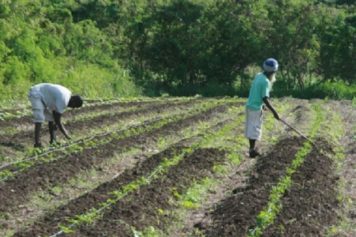 Strengthening Caribbean Agriculture, Supporting Small Farmers Necessary To Protect and Grow Caribbean Economies