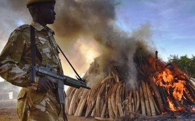 President Kenyatta Burns 15 Tons Of Elephant Ivory in an Effort to Fight Poaching