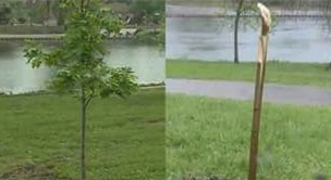 The tree in Micheal Brown's memory on the left and it vandalized on the right.
