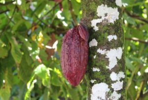 A cacao plantation (CJ Photo)