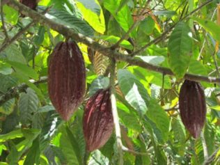 Local Entrepreneur Seeks To Renew Jamaica's Cocoa Industry With Healthy Coconut Chocolate SpreadÂ 