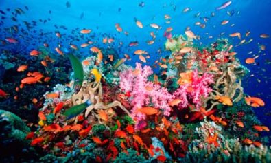 Caribbean Economies in Danger as Coral Reef Declines Due to OverfishingÂ and Environmental Degradation