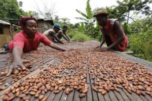 People work with cocoa beans in Enchi
