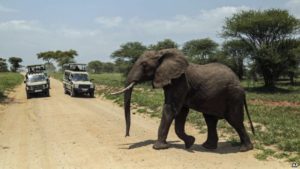 tanzania elephants