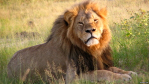 Cecil was a major tourist attraction in Zimbabwe's Hwange National Park