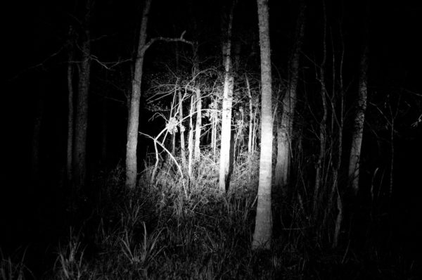 Dark Southern Woods