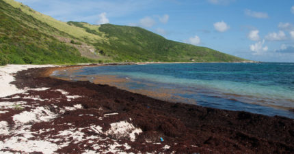 Caribbean Beaches at Risk Due to 'Smelly' Seaweed Mess