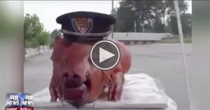 Someone Sends a Pig to Ferguson Police Department With Darren Wilsonâ€™s Name on It, and Megyn Kellyâ€™s Fox News Panel Loses Their Minds