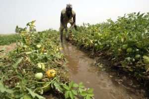 NIGERIA-AGRICULTURE-POVERTY-EMPLOYMENT-GOVERNMENT