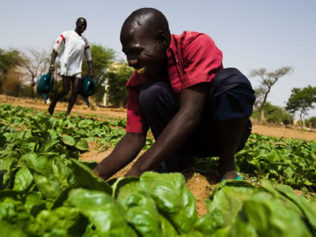 Vegetables Grown in Africa Are Superfoods for the World