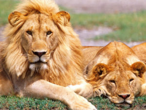 david-northcott-pair-of-african-lions-tanzania