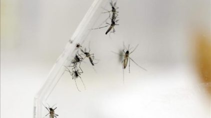 Dominican Health Ministry Declares Alert for Mosquito-Borne Virus