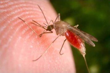 World Health Organization's Annual Malaria Report Reflects Vast Progress Against the Disease