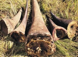 North Korean Diplomat Expelled from South Africa for Illegal Horn Trading